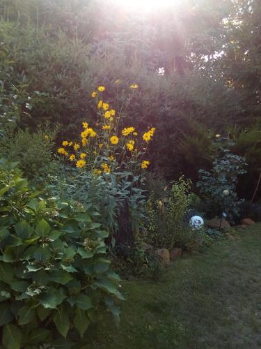 a garden with yellow flowers in the grass at Ruhe geniessen bei Kulbes in Doberschütz