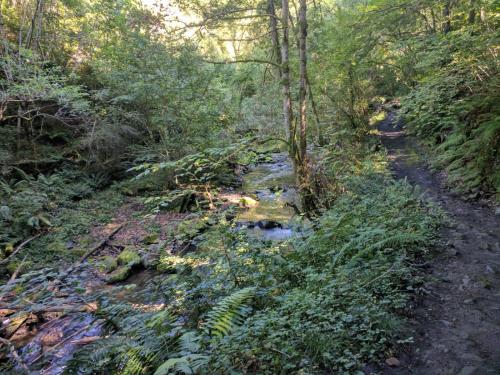 a path in a forest with a stream at Cabañaquinta Senderista in Aller