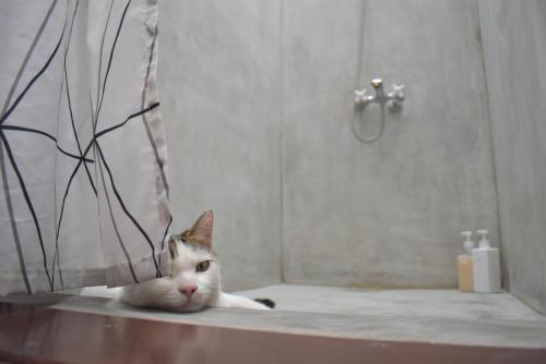 Bilik mandi di Lazy House
