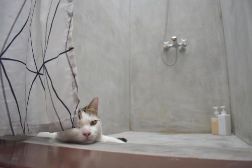 Domácí mazlíčci ubytovaní s hosty v ubytování Lazy House