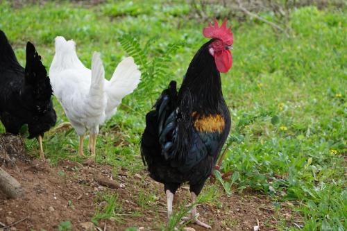 a group of chickens standing in the grass at giardino del tempo in Merine