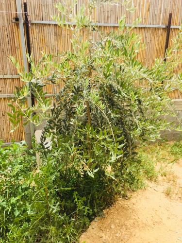 a bush in front of a wooden fence at Khan Alsira - חאן אלסרה in Alsira