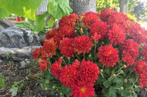a bunch of red flowers in a garden at Motel de L'Anse et Camping Rimouski in Rimouski