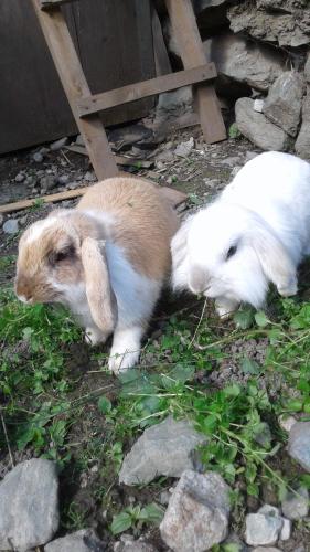 two rabbits are laying on the ground at Ferienwohnung Dienerhof in Großkirchheim