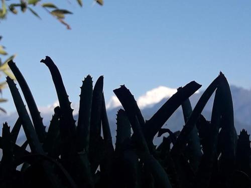 a close up of a plant with the sky in the background at Vamoose Soshing Homestay in Ravangla