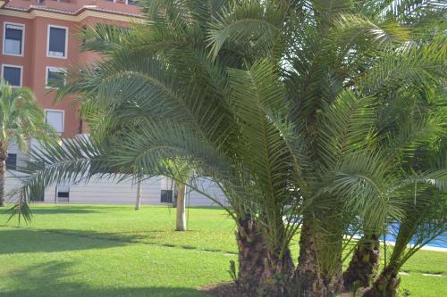a palm tree in a park next to a building at Jardines de Las Marinas - Royal Suite in Denia
