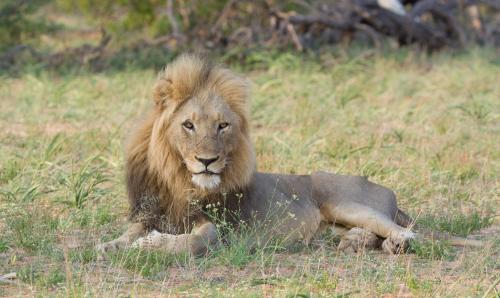 a lion laying in the grass in a field at Toro Yaka Bush Lodge in Hoedspruit