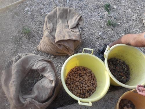 a group of bowls filled with beans on the ground at Agriturismo Casebianche in Montallegro