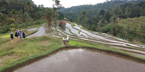 a group of people walking on a dirt road next to a river at ESA di Kubu Homestay in Singaraja