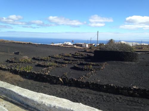 una fila de plantas en un campo con el océano en el fondo en Patio I, en La Asomada