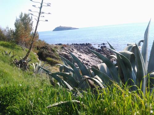 a beach with plants and the ocean in the background at Hotel La Carruba in Cetraro