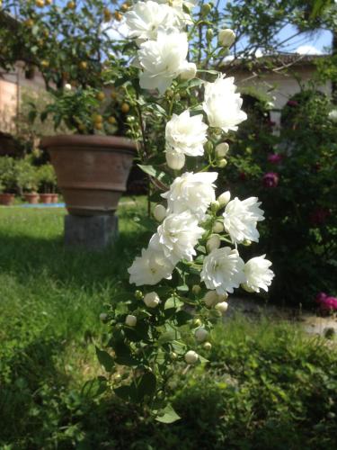 a bush of white flowers in a yard at Antica Scuderia in Buttrio