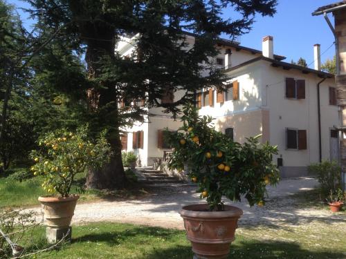 an orange tree in front of a building at Antica Scuderia in Buttrio