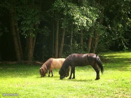 two horses grazing in the grass in a field at Domaine Du Moulin Neuf in Ambillou