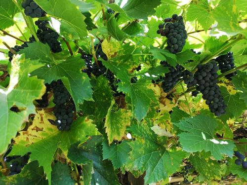 a bunch of black grapes hanging from a tree at Haus Marieus in Umhausen