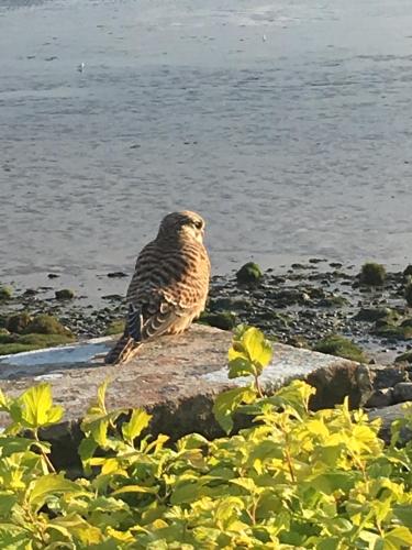 a bird sitting on a rock near the water at The Waterside Rooms in Annan