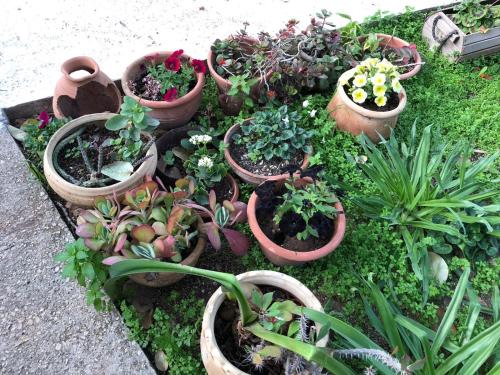 a group of potted plants sitting on the ground at Hilltop Haven in Poriyya Illit