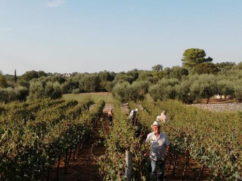 a group of people walking through a vineyard at Agriturismo Grotta Di Figazzano in Cisternino