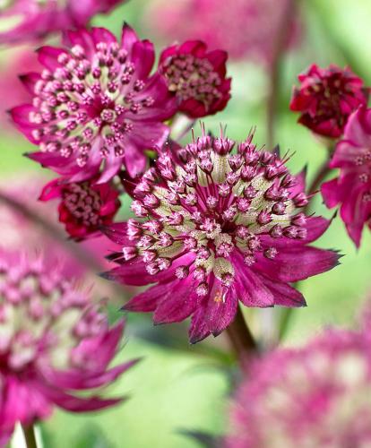 Φωτογραφία από το άλμπουμ του Villa Astrantia σε Bruinisse