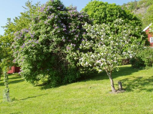 a tree with flowers on it in a field at Brunstorpsgård Bränneriet in Huskvarna