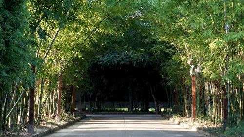 a road with a tunnel of trees on either side at Bamboori Boutique Resort in Chiang Mai