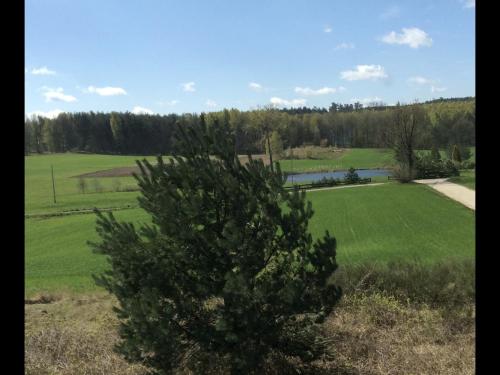 a green field with a tree in the foreground at Ignacówka in Kobyla Góra
