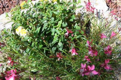 a bunch of flowers in a garden at Il Torrione in Castiglione del Lago