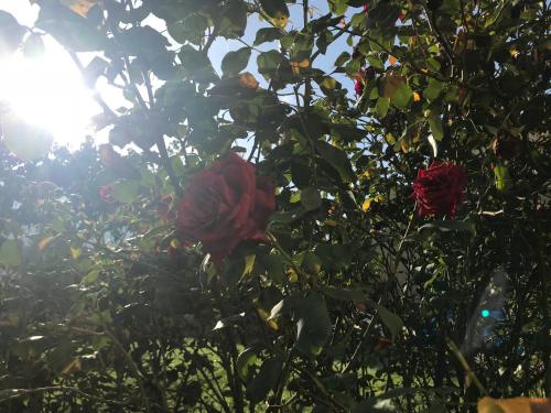 Κήπος έξω από το Ca L'Esquelleta casa rural by El Secret de la Conca