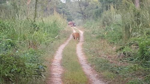 a horse walking down a dirt road with a vehicle at Jungle Wildlife Camp in Sauraha