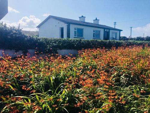 a house in the middle of a field of flowers at Doolin View Apartment in Doolin
