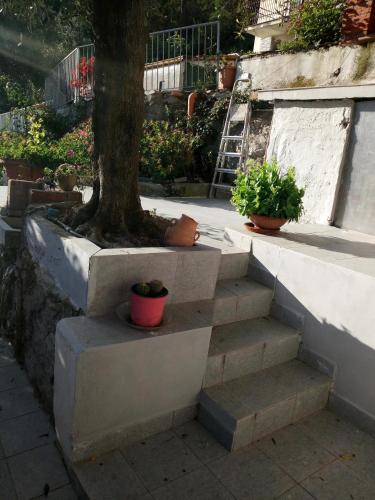 a set of stairs with a tree and plants at Villa Patrizia in La Spezia