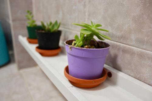 a row of potted plants sitting on a shelf at BiancoCancello in Sacrofano