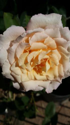 a close up of a white rose at La Casa Del Grillo 1 in Aosta