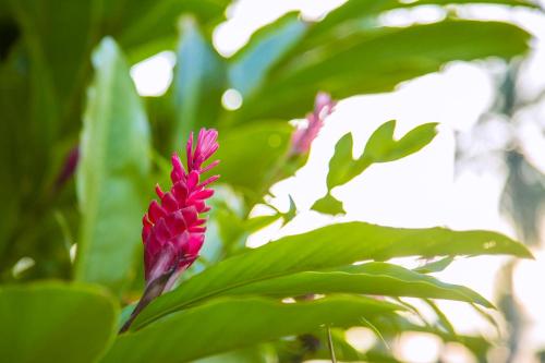 a pink flower on a plant with green leaves at Villa Crystals in Colombo