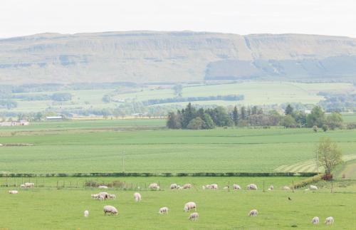 a herd of sheep grazing in a green field at Mains Farm in Stirling