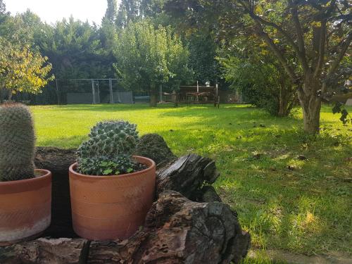 two potted plants sitting on a rock in a yard at La casa di Pilar in Cotignola