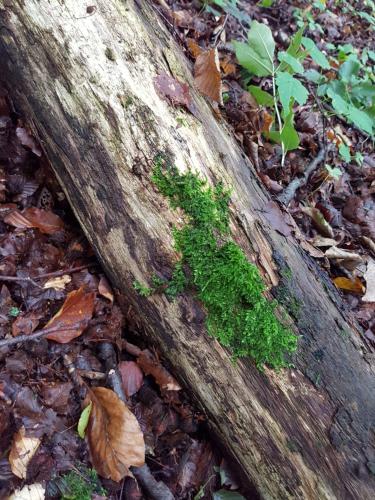 a log with green moss growing on it in the woods at Landhotel Brauner Hirsch in Kammerforst