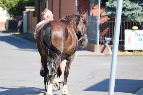 a man walking a brown horse down a street at Radduscher Hafen in Vetschau