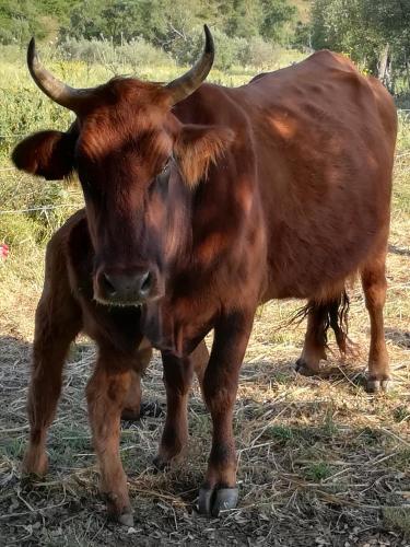 a brown cow standing next to a baby cow at Agriturcostabaira in Caltagirone