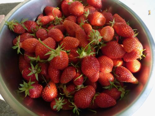 un bol de fraises assis sur une table dans l'établissement La Gracette, à Aix-en-Provence