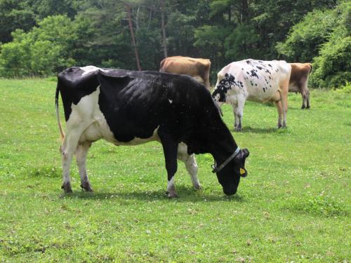 um grupo de vacas a pastar num campo de relva em Pension Peppermint House em Hara