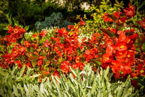 希德沃維茨的住宿－Lodownia，花园里的一束红色的鲜花