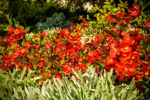 un montón de flores rojas en un jardín en Lodownia en Szydłowiec