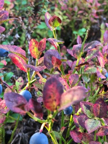 a group of plants with red and purple leaves at Villa Karhunkehto in Luosto