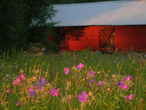a red barn with a field of flowers in front of it at Stora Björnstugan in Laisvall