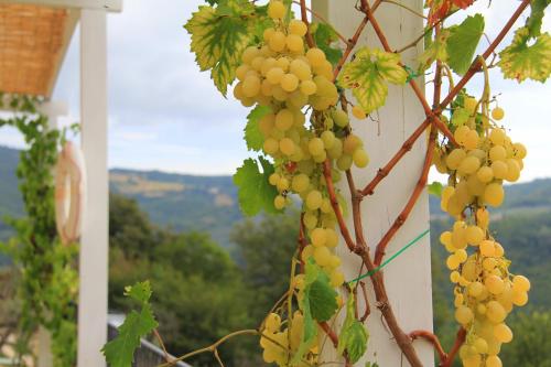 a bunch of grapes hanging from a tree at Pekko in Spello