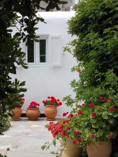 Un jardín fuera de Matina Hotel