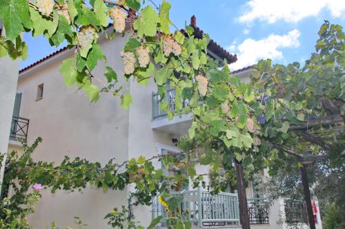 Gallery image of Pansion Prodromina in Skopelos Town