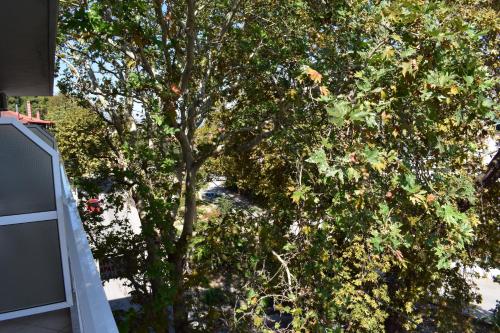a tree with lots of leaves on it at Galanis Studios and Apartments in Platamonas