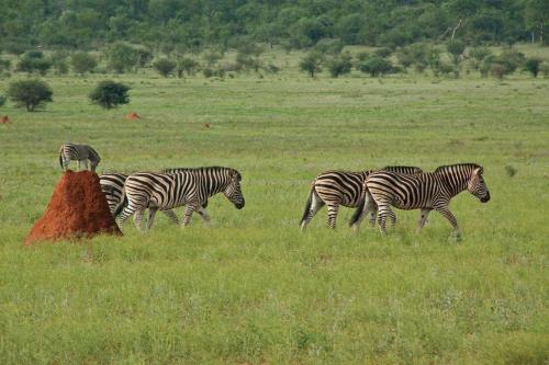ロッジの敷地内または近くにいる動物
